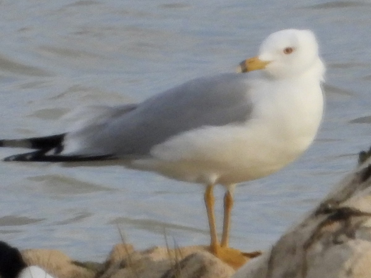 Ring-billed Gull - ML616395864