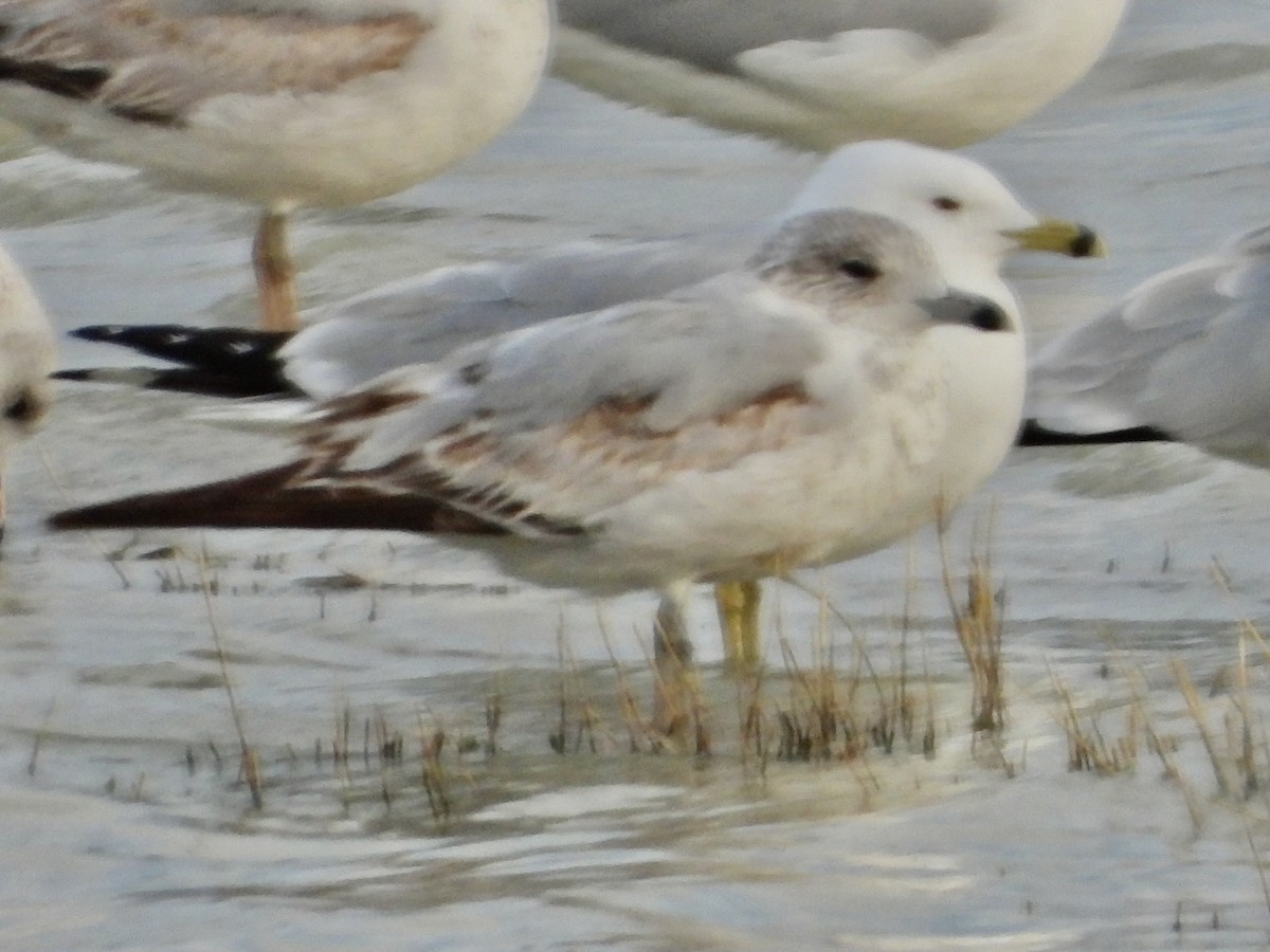 Ring-billed Gull - ML616395865