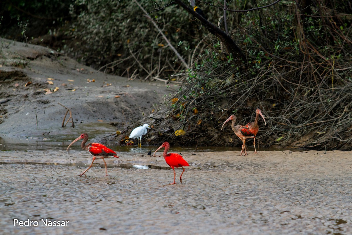 Scarlet Ibis - ML616395938