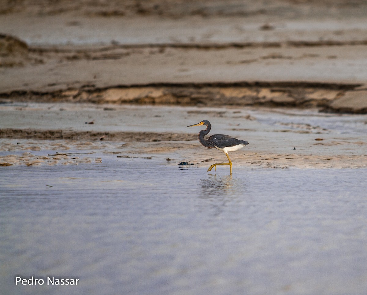 Tricolored Heron - ML616395948