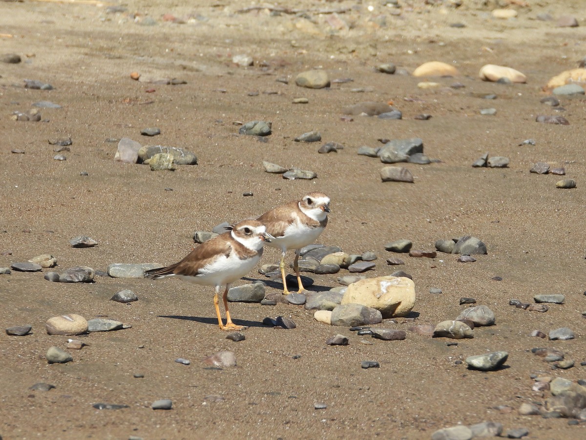 Semipalmated Plover - ML616395963
