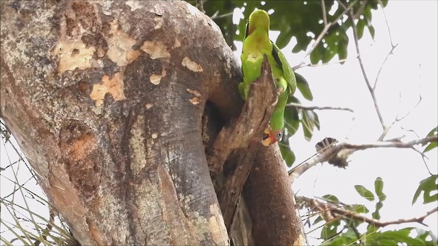 White-fronted Parrot - ML616395990