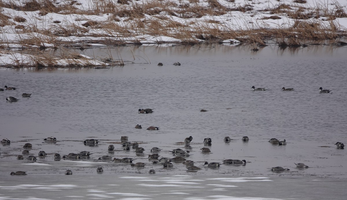 Northern Pintail - ML616396005