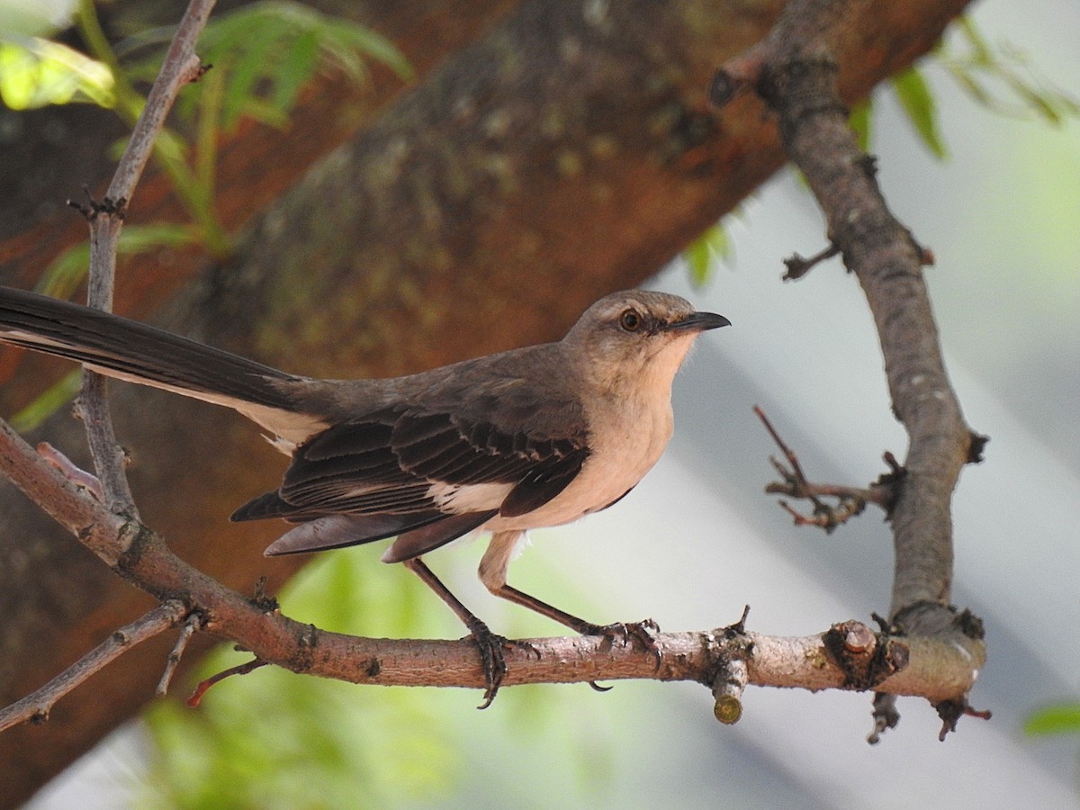 Northern Mockingbird - ML61639601