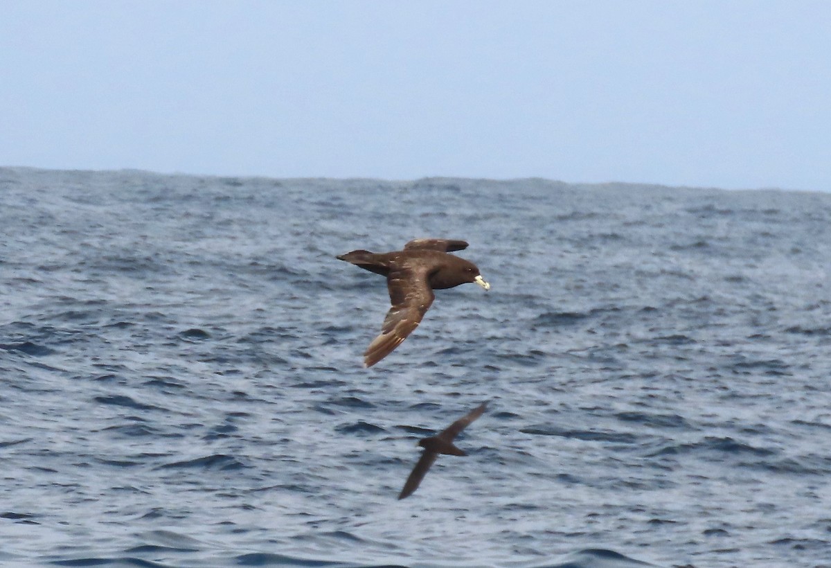 White-chinned Petrel - ML616396034