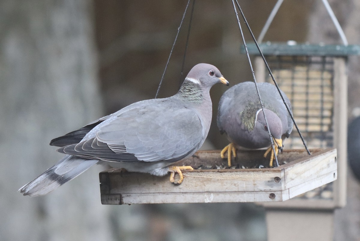 Band-tailed Pigeon - Sue Elwell