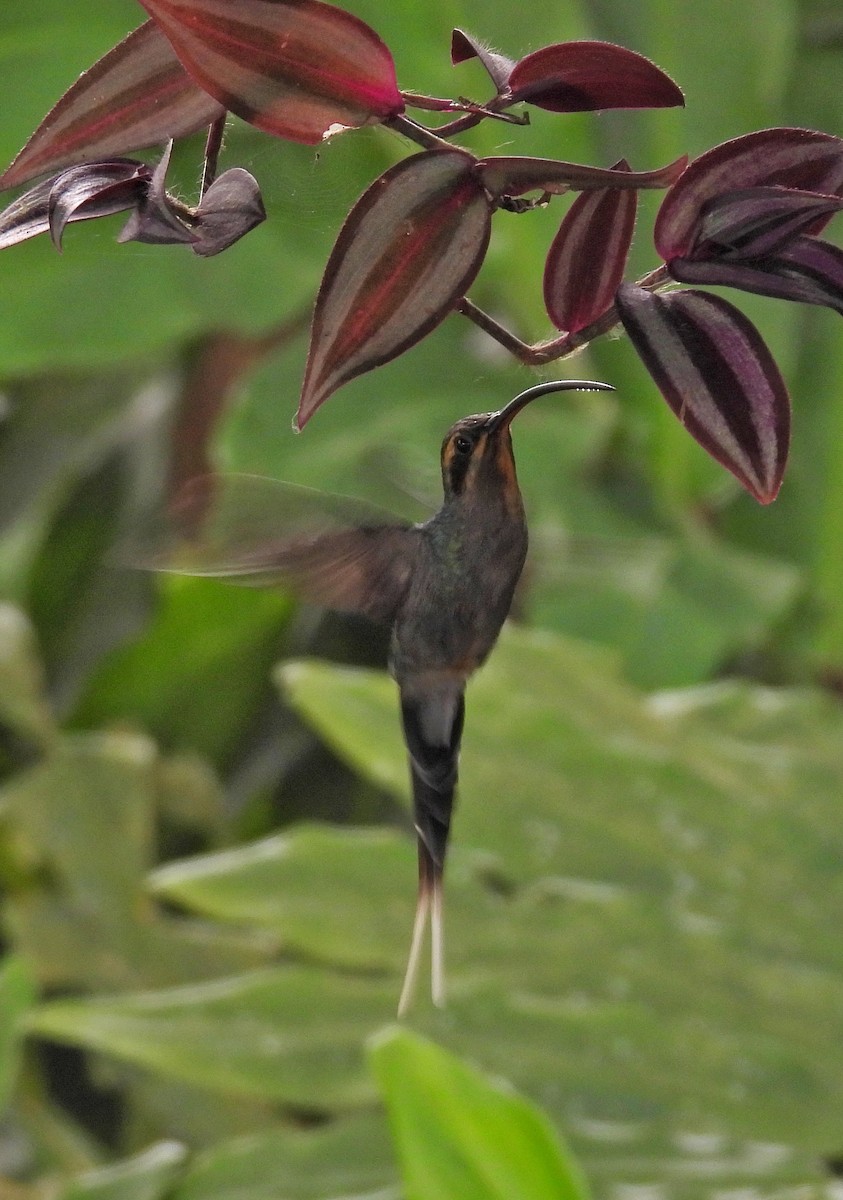 Long-billed Hermit - ML616396046