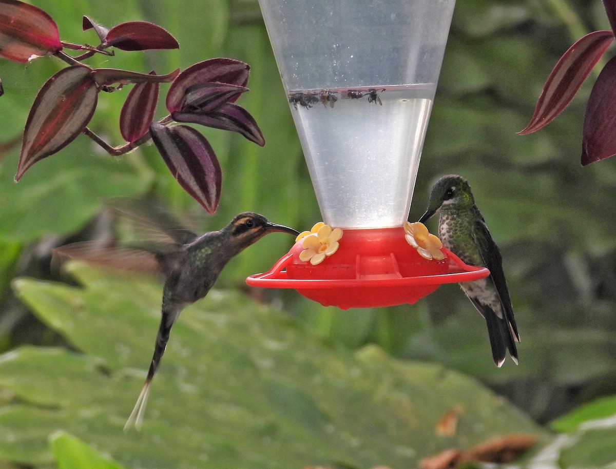 Long-billed Hermit - Rachel Harvey