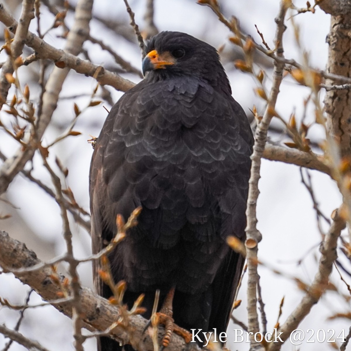 Common Black Hawk - ML616396070