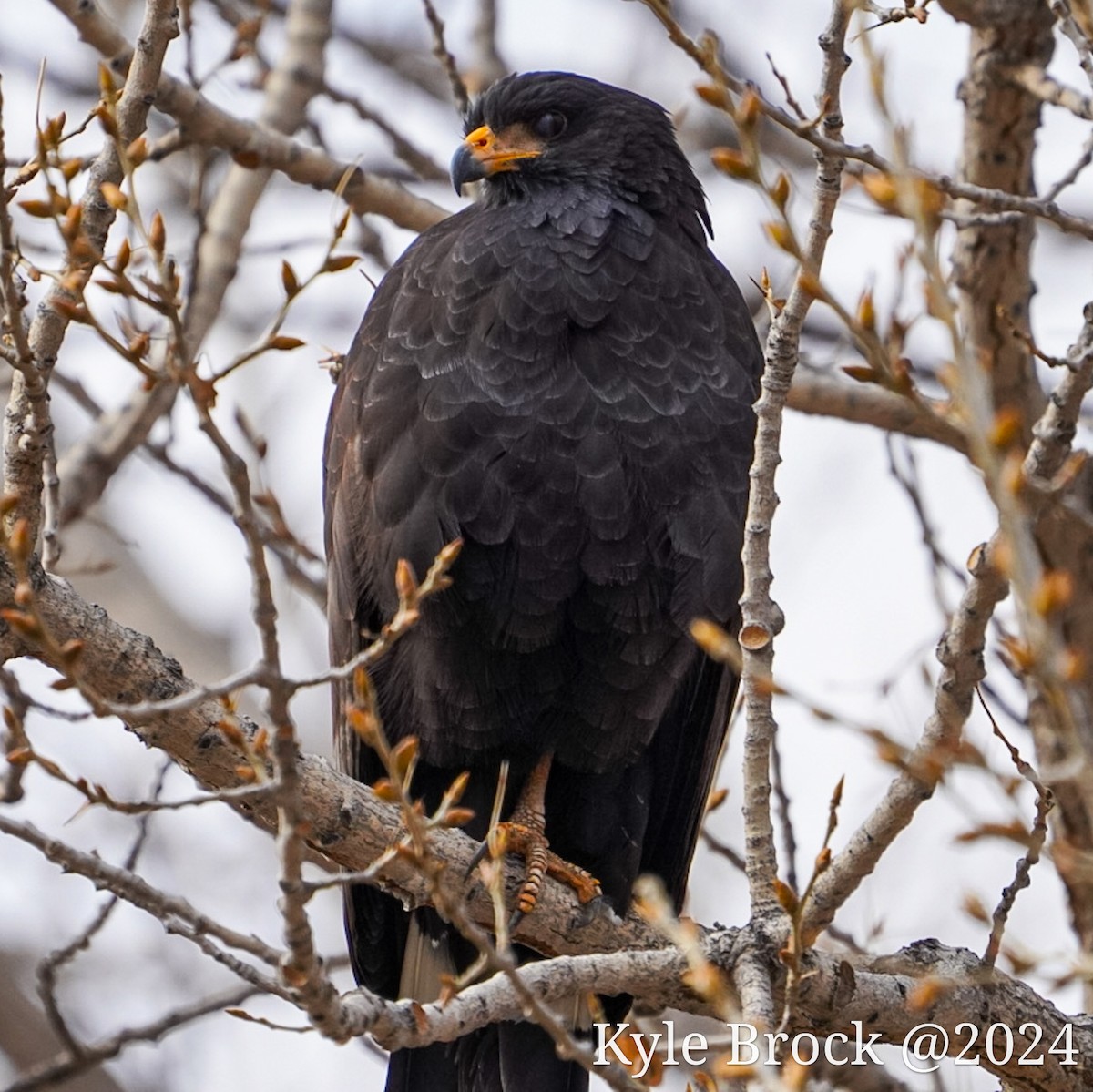 Common Black Hawk - ML616396071