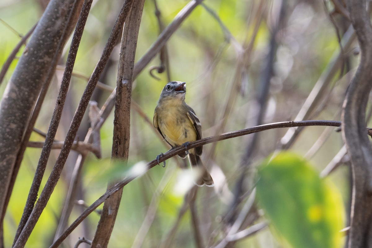 Pale-tipped Tyrannulet - John C. Mittermeier