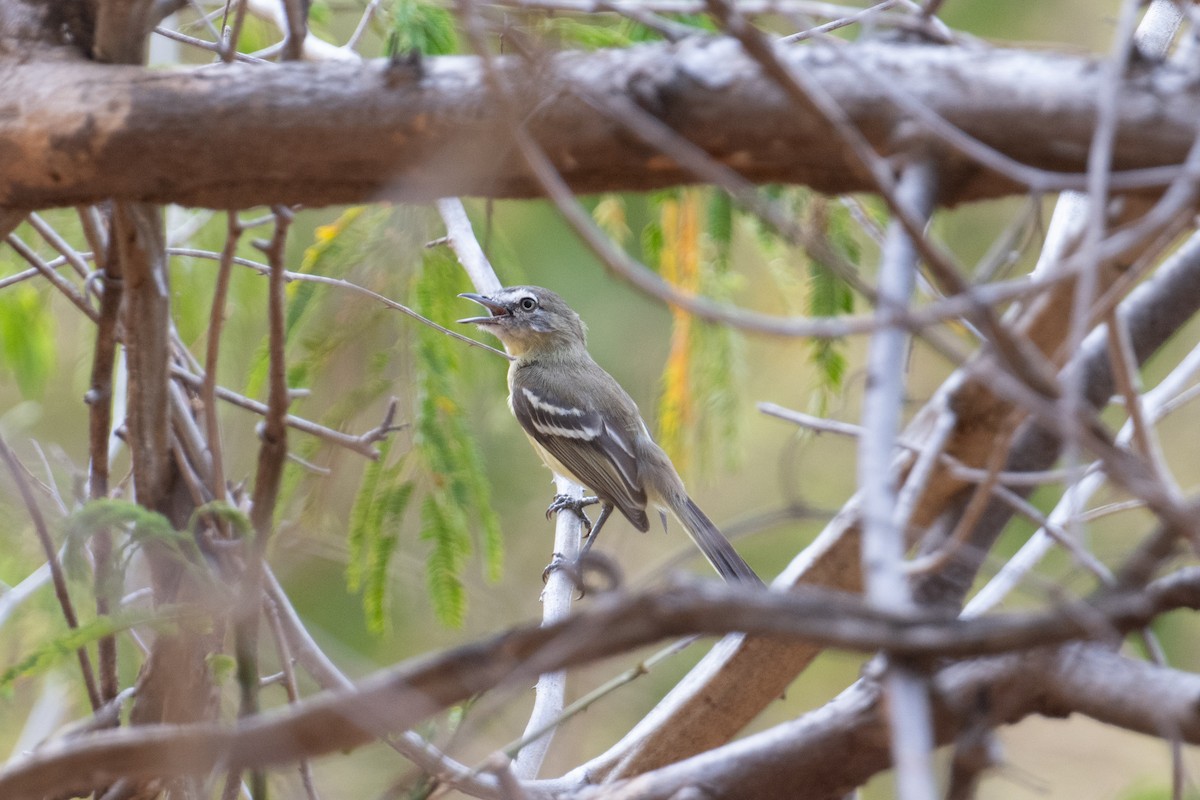 Pale-tipped Tyrannulet - John C. Mittermeier