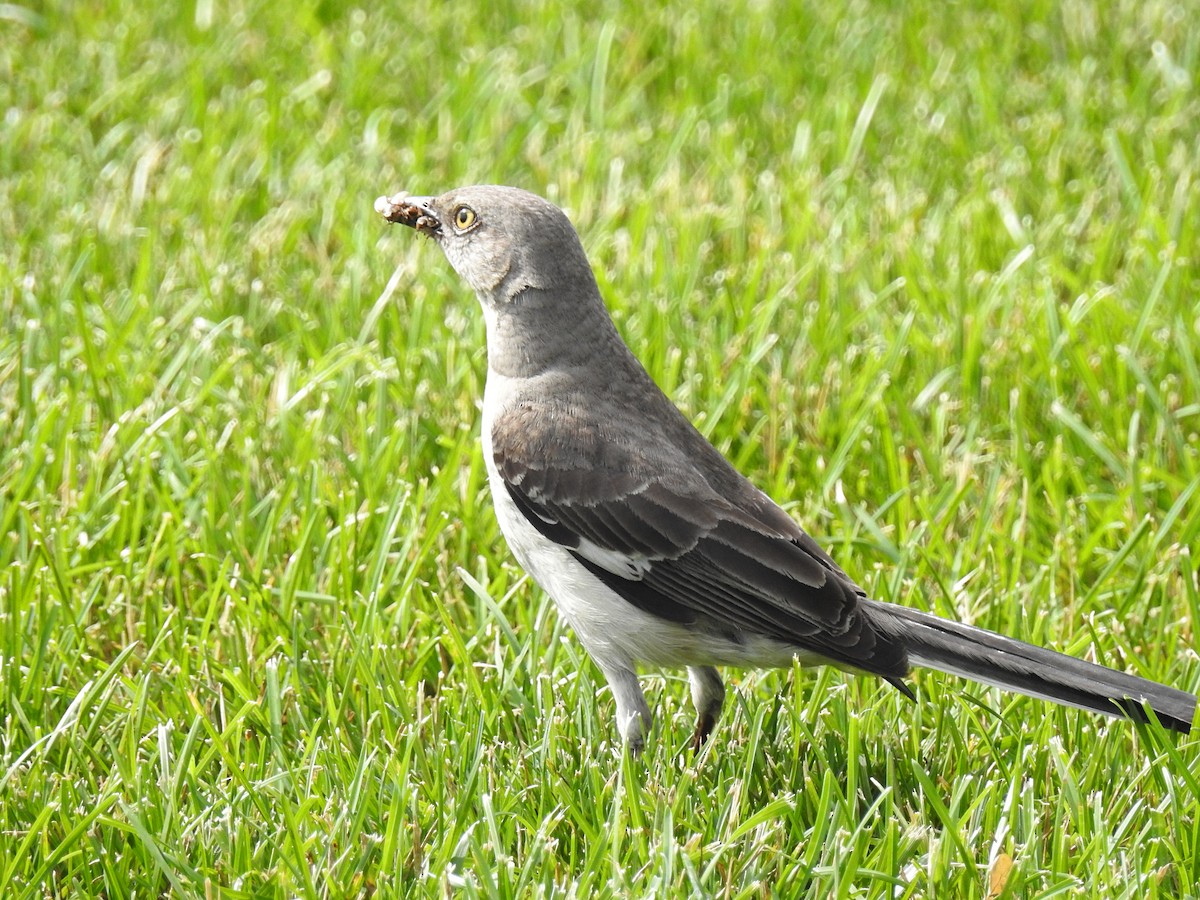 Northern Mockingbird - ML61639611