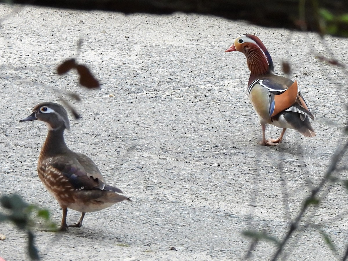 Mandarin Duck - ML616396123