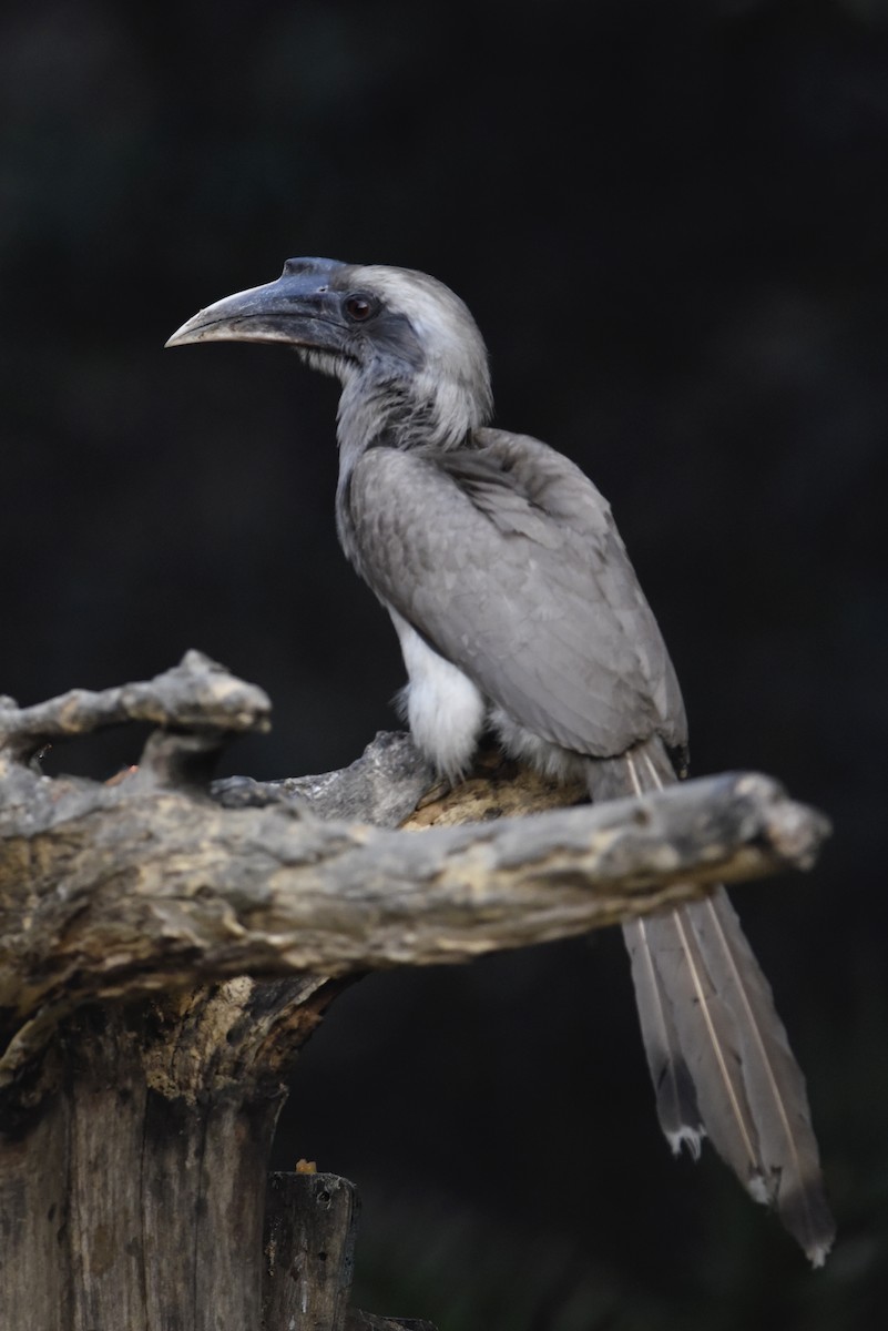 Indian Gray Hornbill - ML616396140
