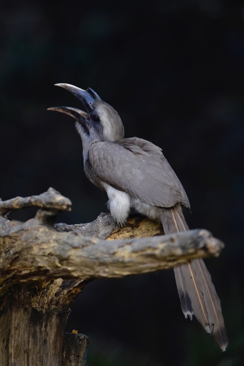 Indian Gray Hornbill - ML616396141