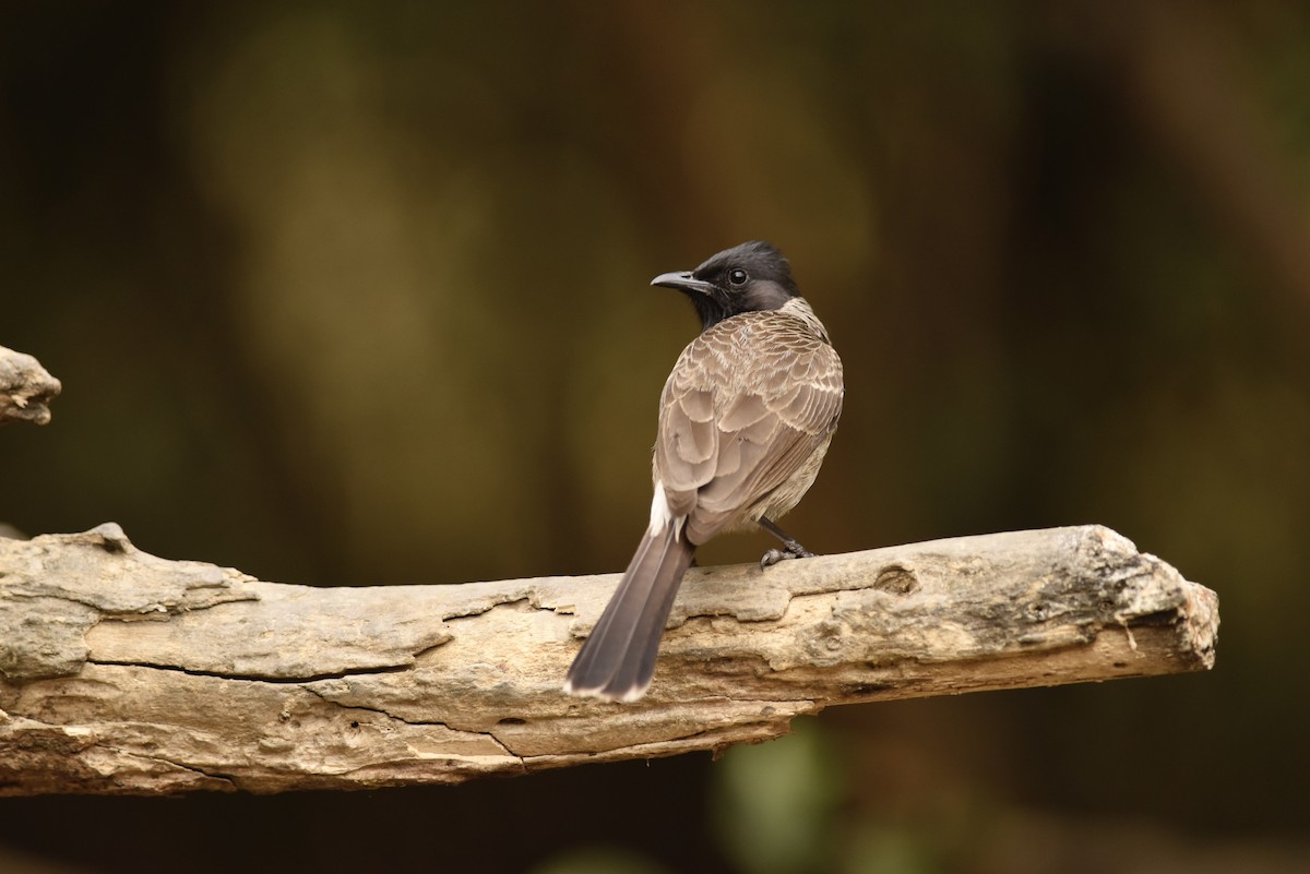Red-vented Bulbul - ML616396202