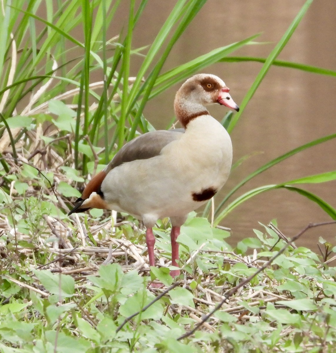 Egyptian Goose - ML616396248