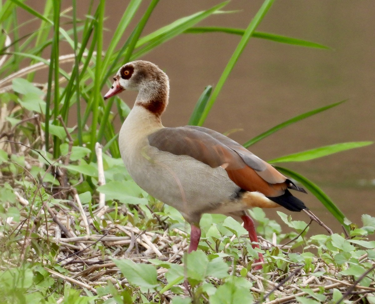 Egyptian Goose - ML616396249