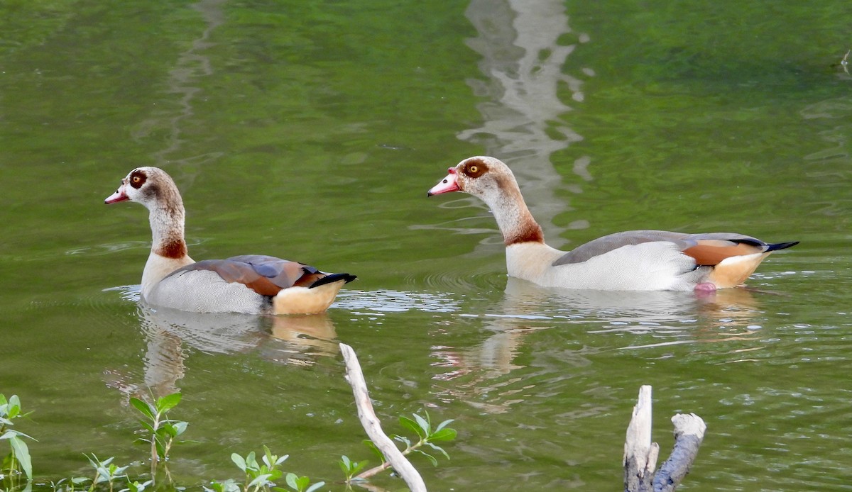 Egyptian Goose - ML616396250