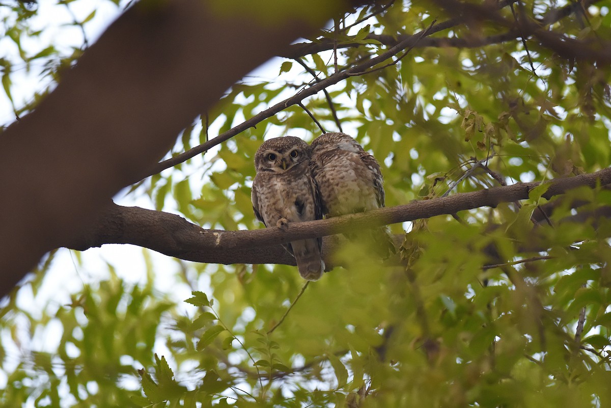 Spotted Owlet - ML616396277