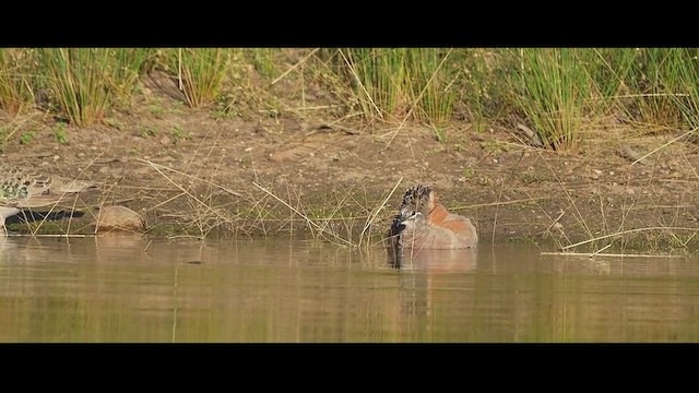 Common Bronzewing - ML616396280