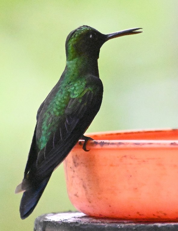 Green-crowned Brilliant - ML616396294