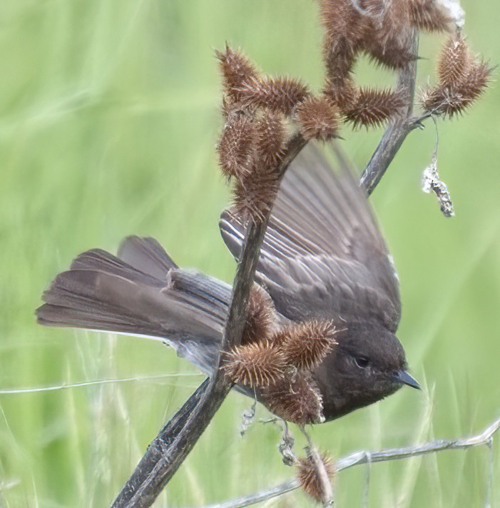 Black Phoebe - DAB DAB