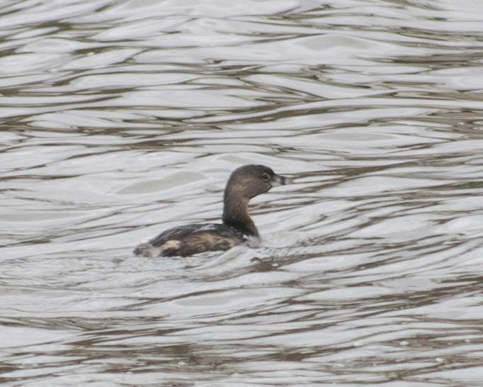 Pied-billed Grebe - ML616396365