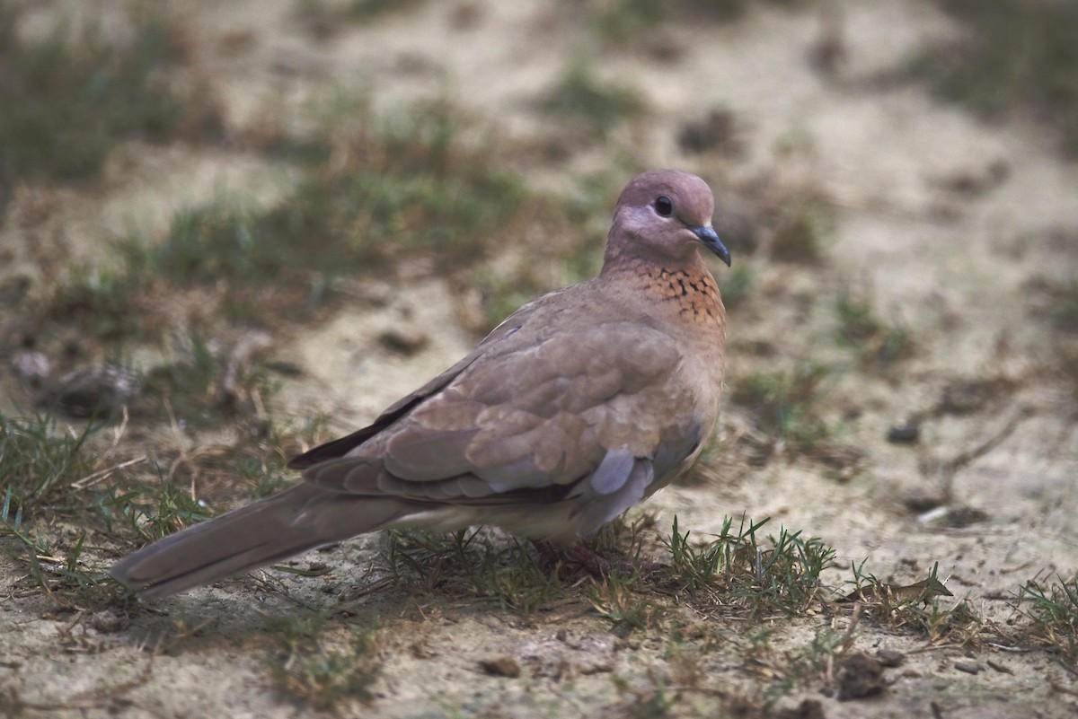 Laughing Dove - ML616396369