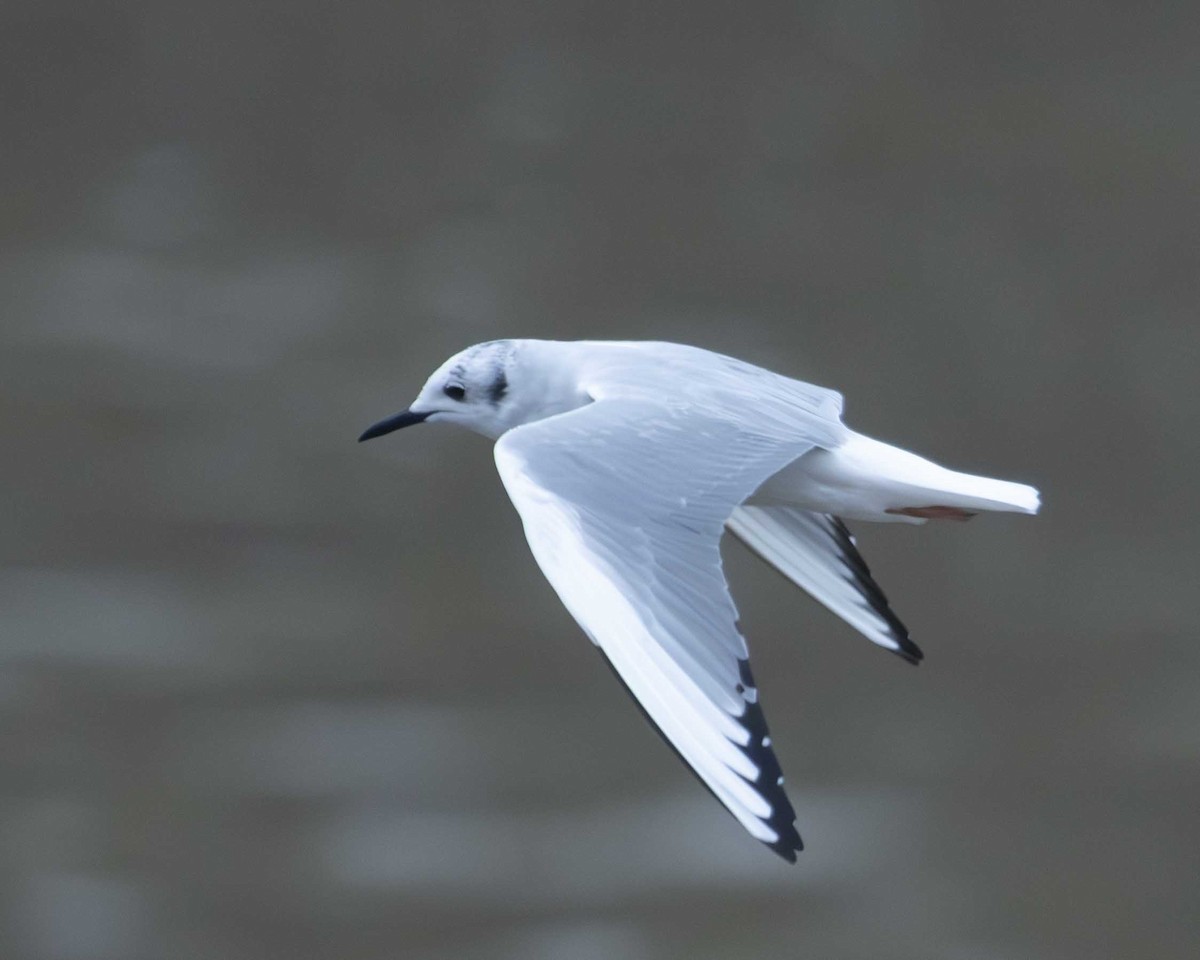 Bonaparte's Gull - ML616396378