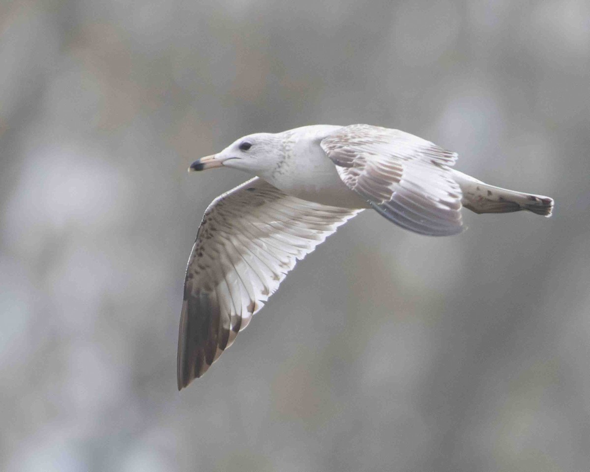 Ring-billed Gull - ML616396386