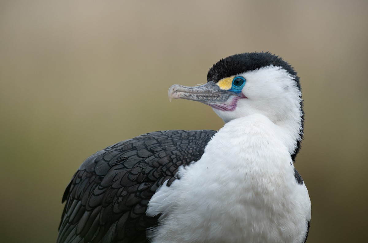 Pied Cormorant - Ben Ackerley