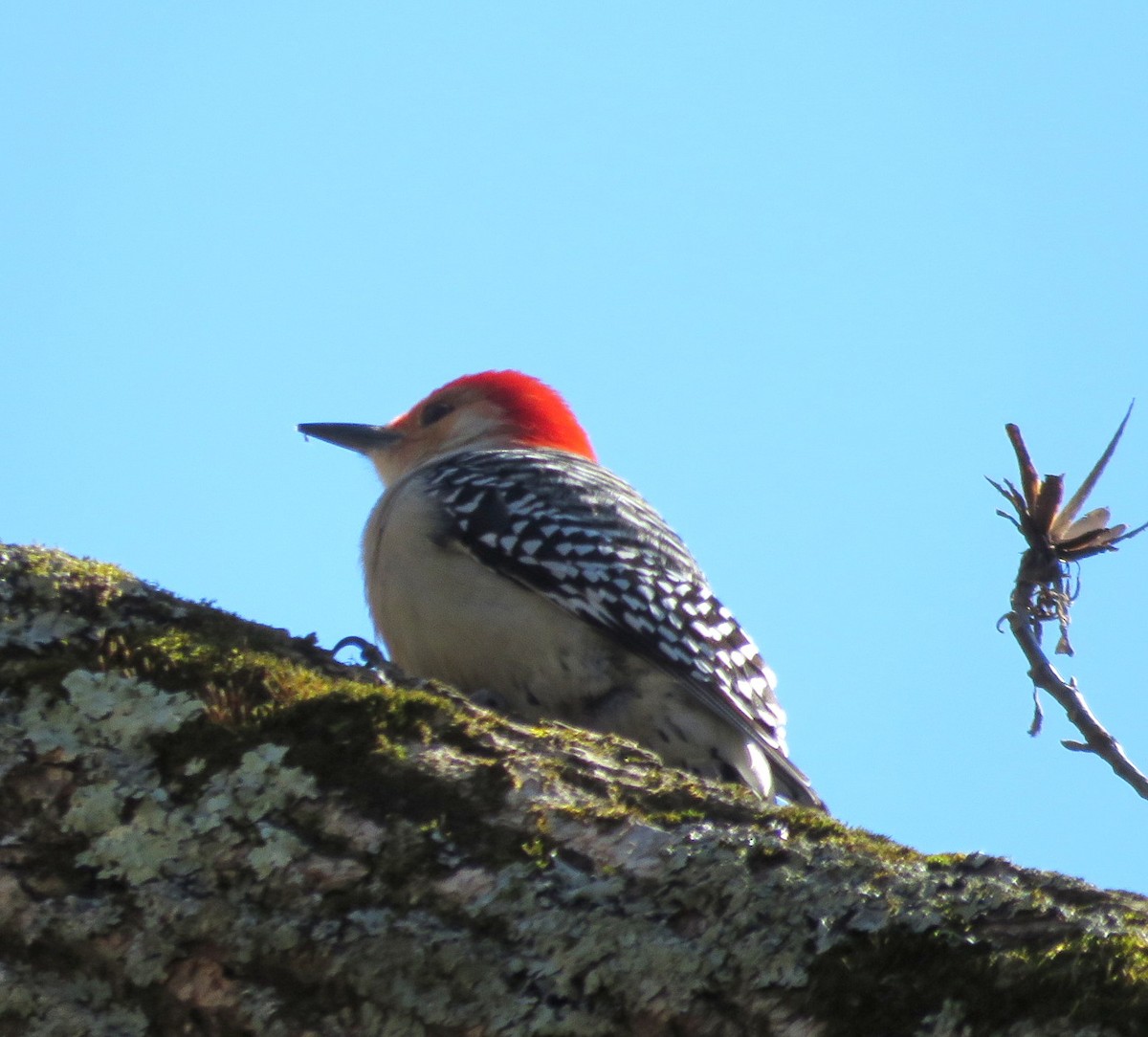 Red-bellied Woodpecker - ML616396472