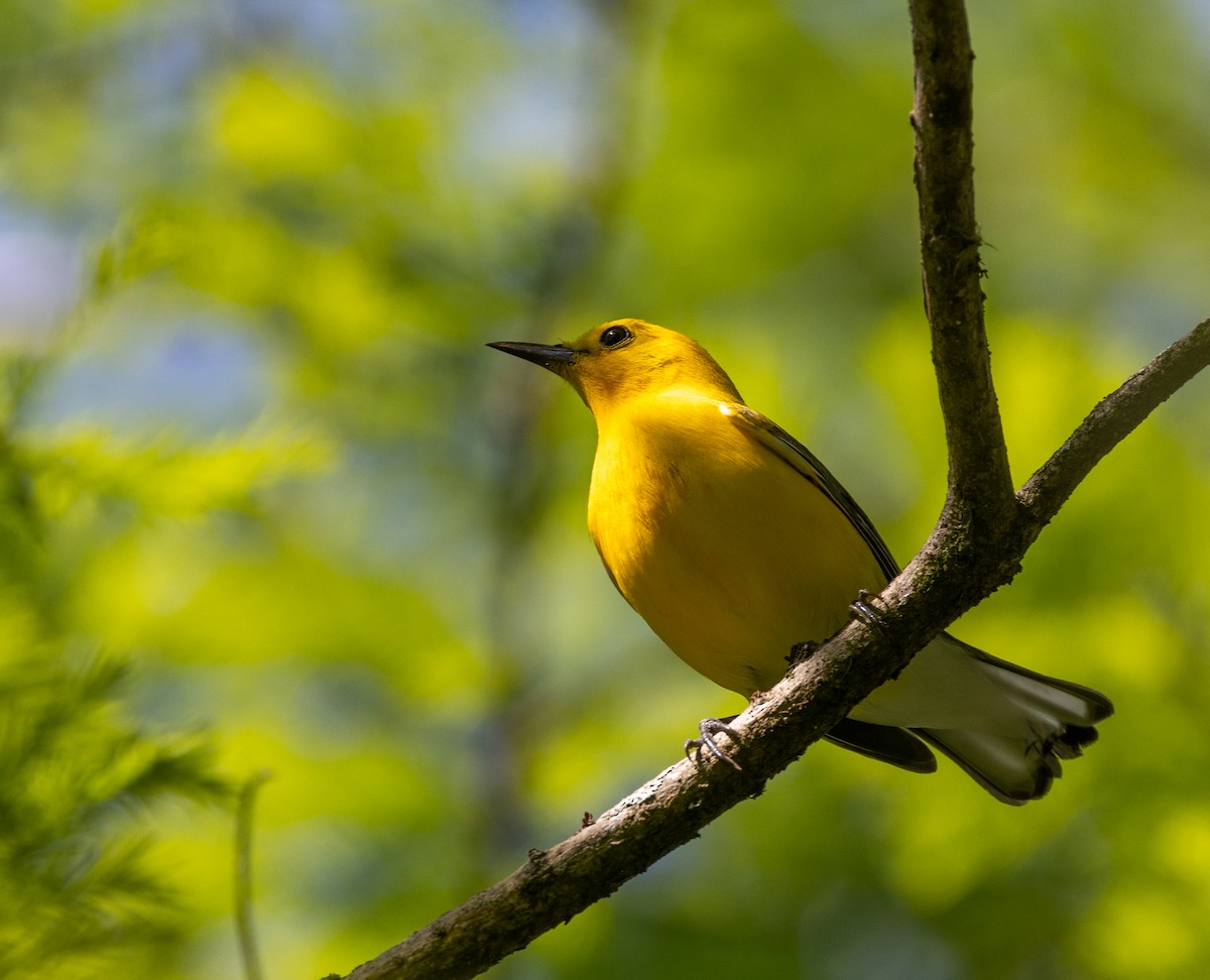 Prothonotary Warbler - Nick Ramsey