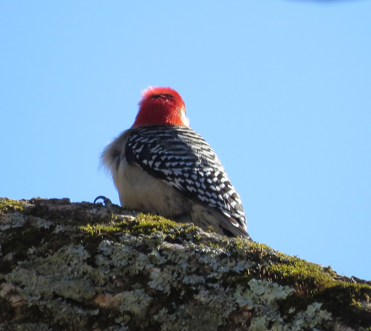 Red-bellied Woodpecker - ML616396476