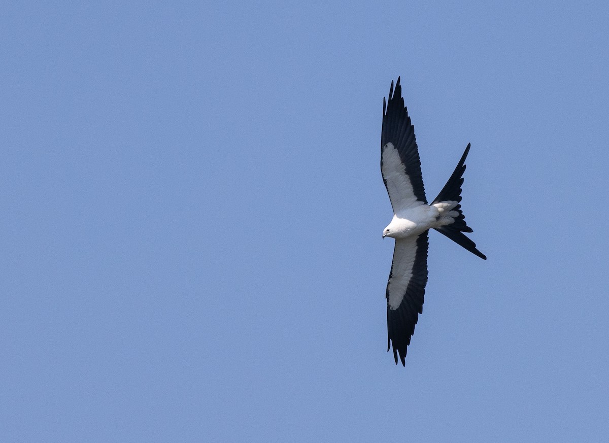 Swallow-tailed Kite - Nick Ramsey