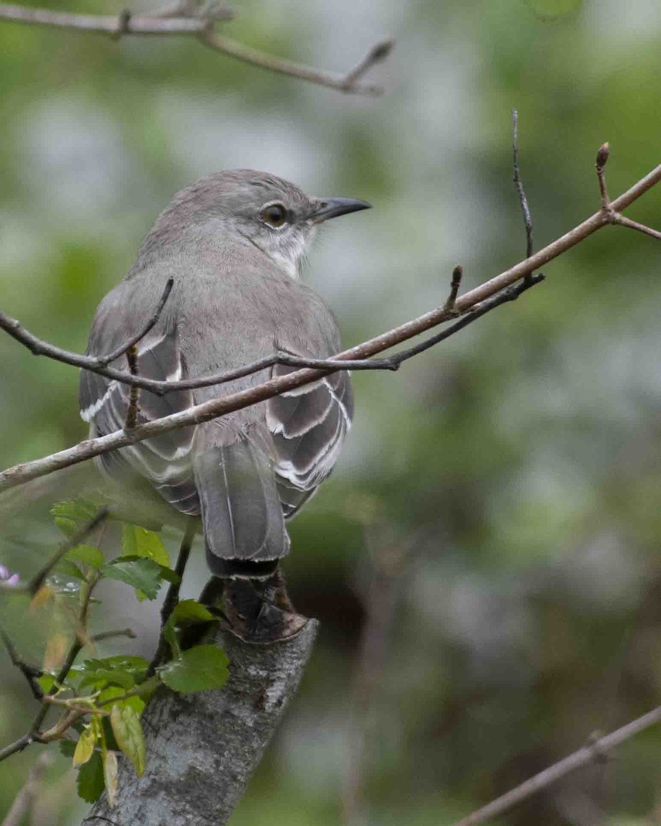 Northern Mockingbird - ML616396532