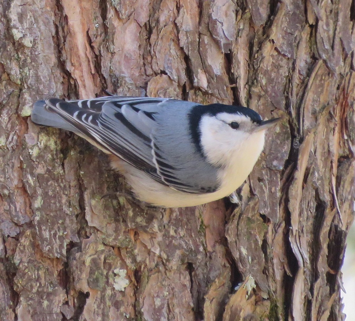 White-breasted Nuthatch - ML616396541