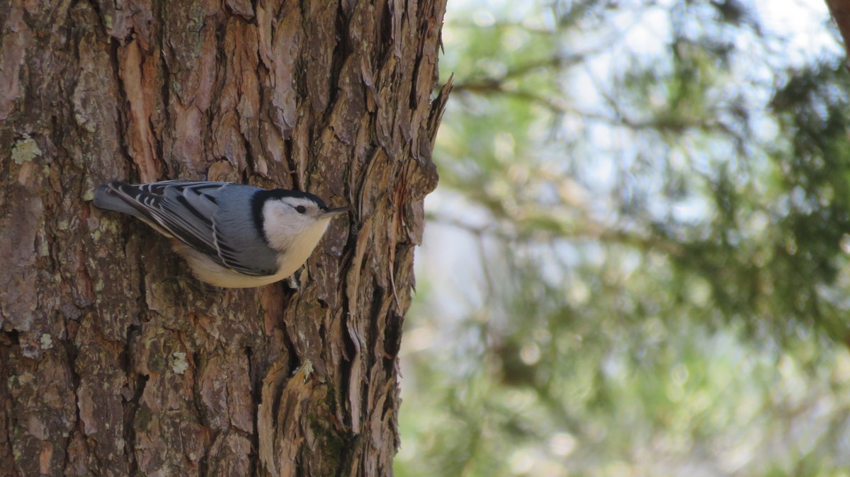 White-breasted Nuthatch - ML616396555