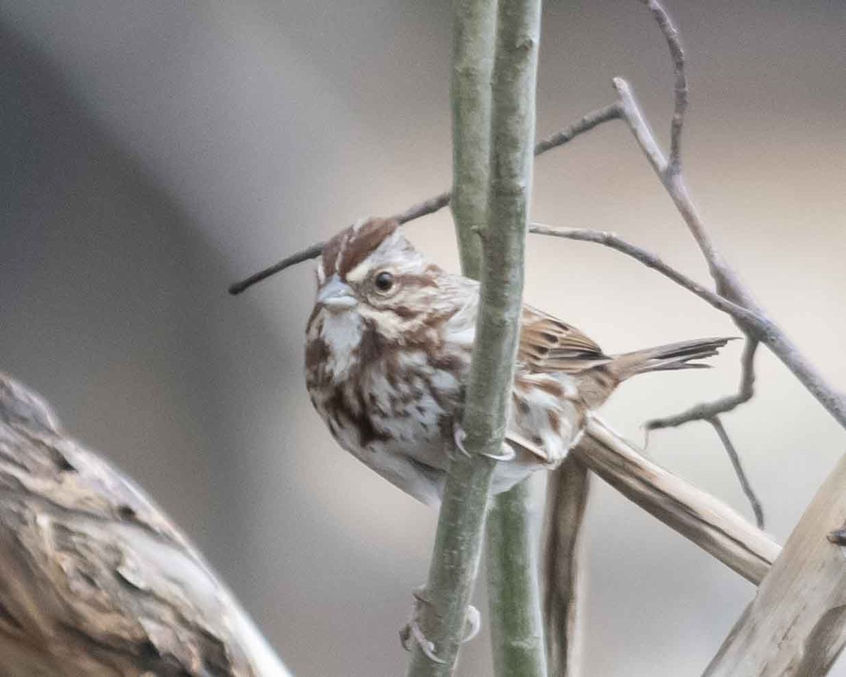 Song Sparrow - ML616396557