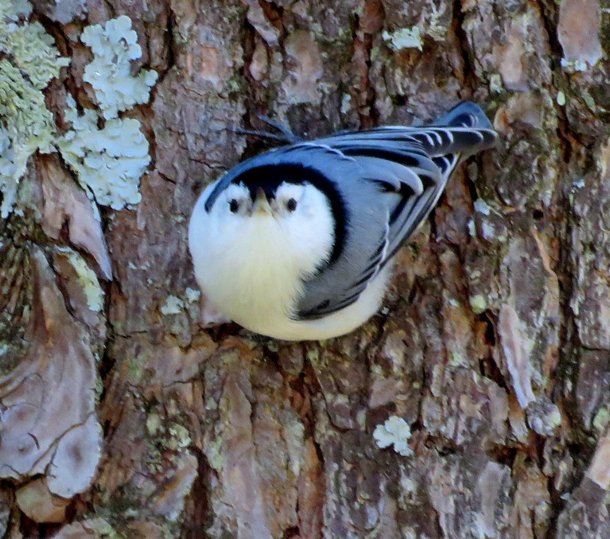 White-breasted Nuthatch - ML616396568