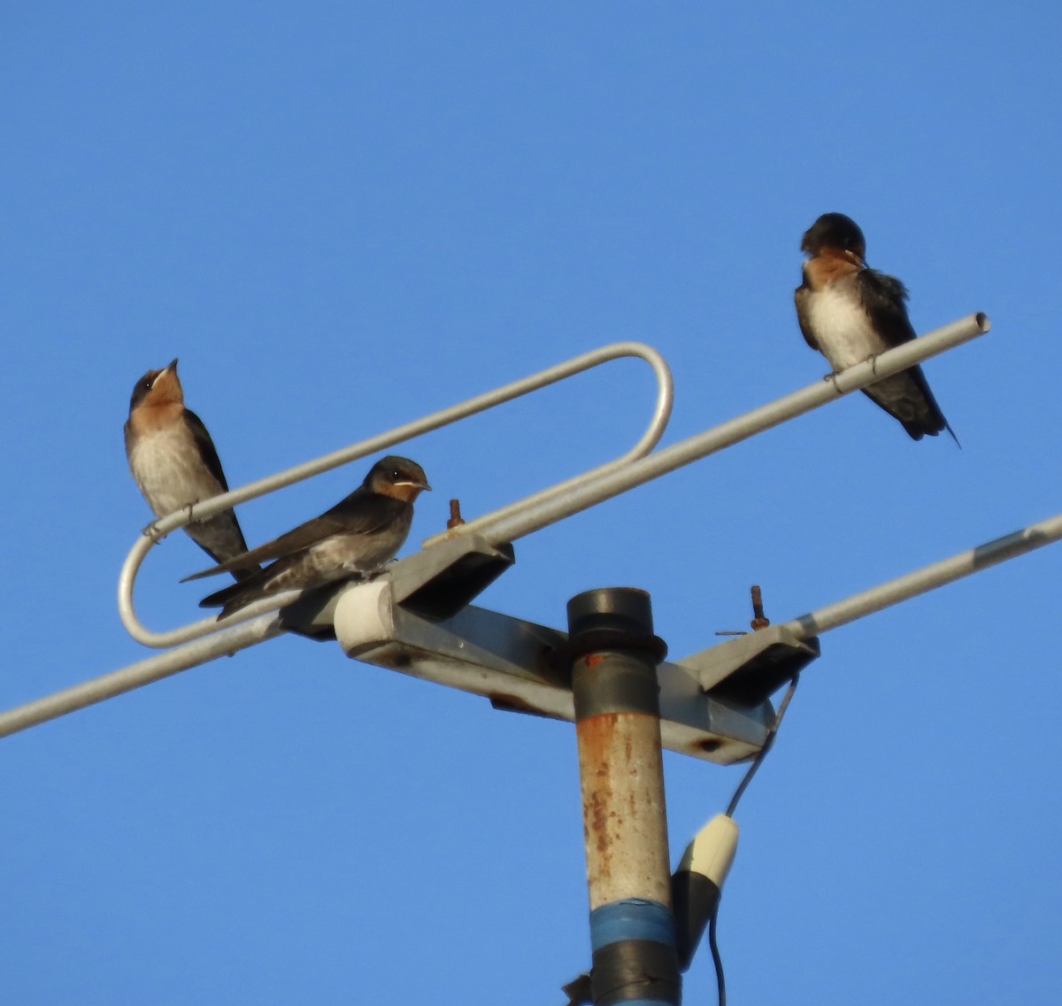 Pacific Swallow (Pacific) - Emely Pasumbal