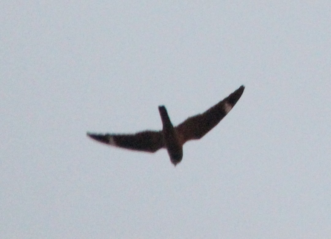 Lesser Nighthawk - Paul 🐈🔭🦜 Rodríguez @elpuma