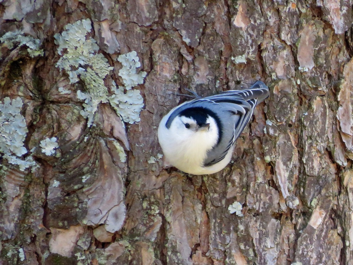 White-breasted Nuthatch - ML616396616