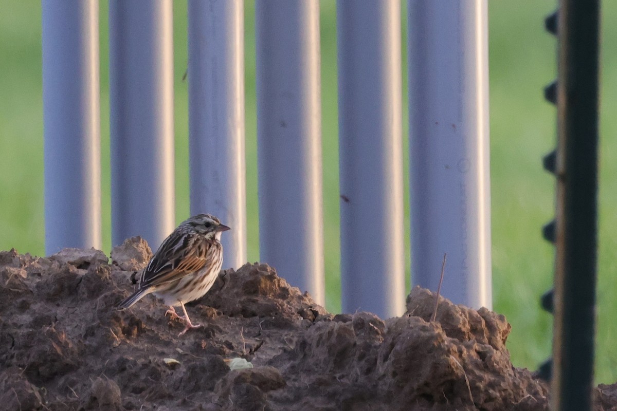 Savannah Sparrow - ML616396639