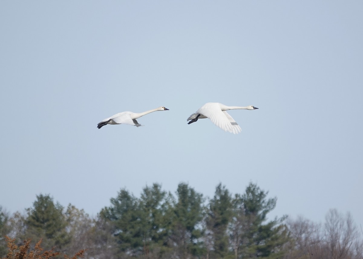 Tundra Swan - ML616396665