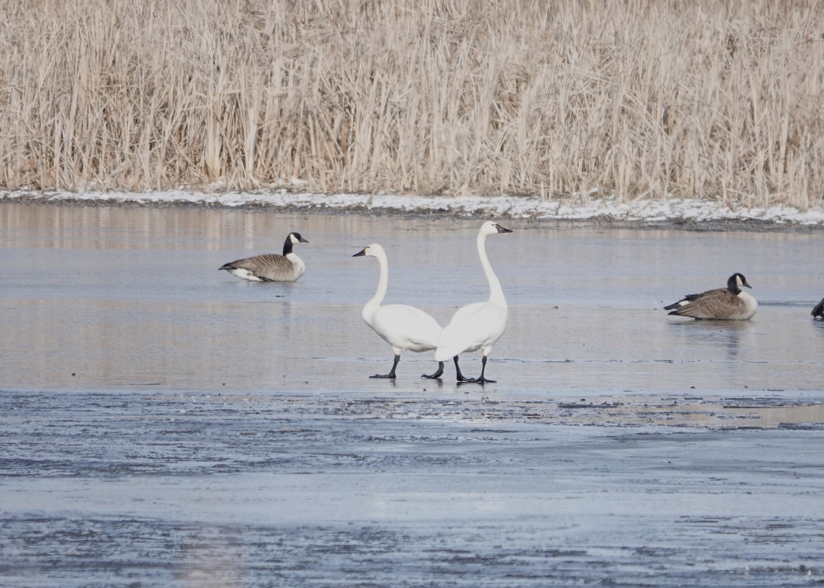 Cigno minore - ML616396666