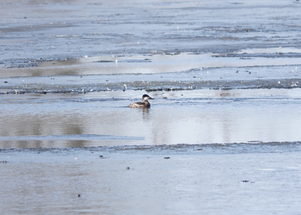 Gobbo della Giamaica - ML616396674