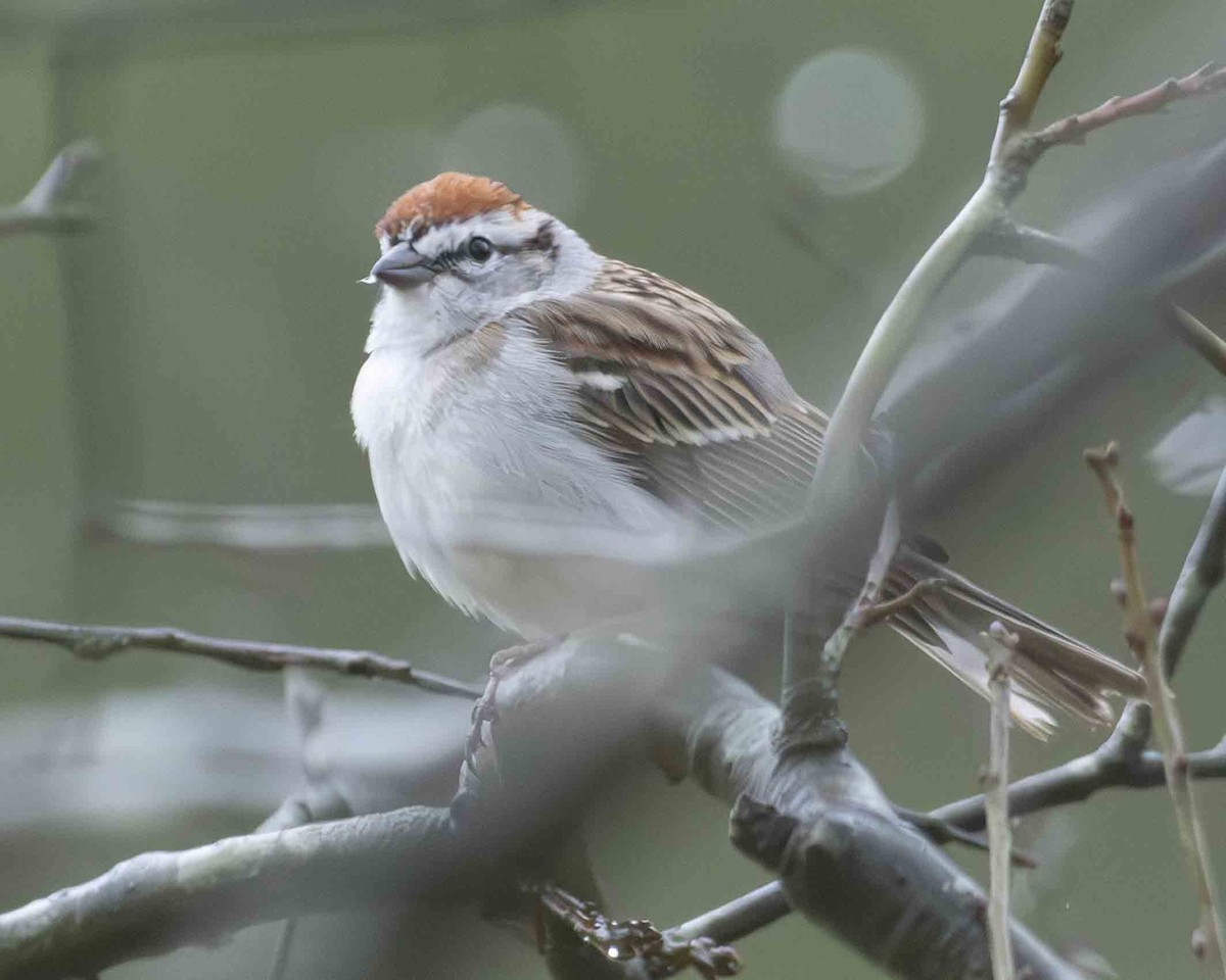 Chipping Sparrow - ML616396704